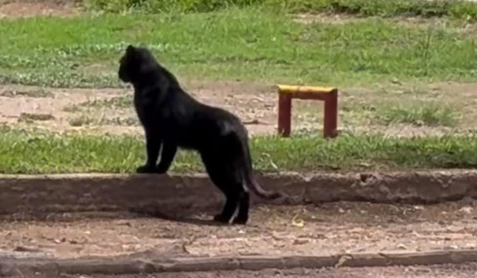 Este felino fue vista en el principal parque urbano de la capital potosina. (Especial)