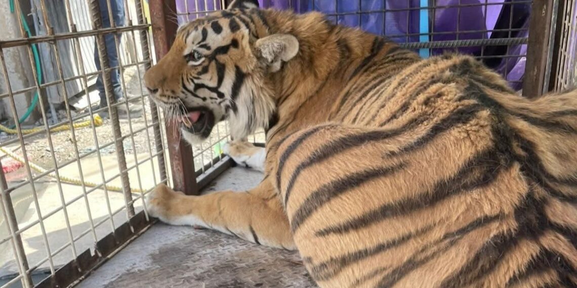 El felino fue rescatado tras una denuncia ciudadana. (Especial)