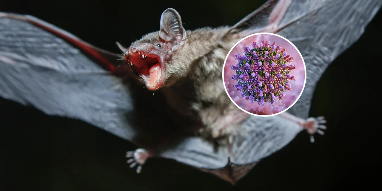 virus murciélagos