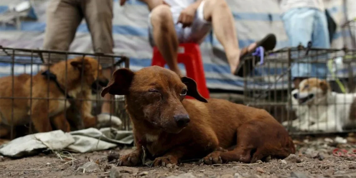 Hasta 10 años de prisión por maltrato animal en Aguascalientes