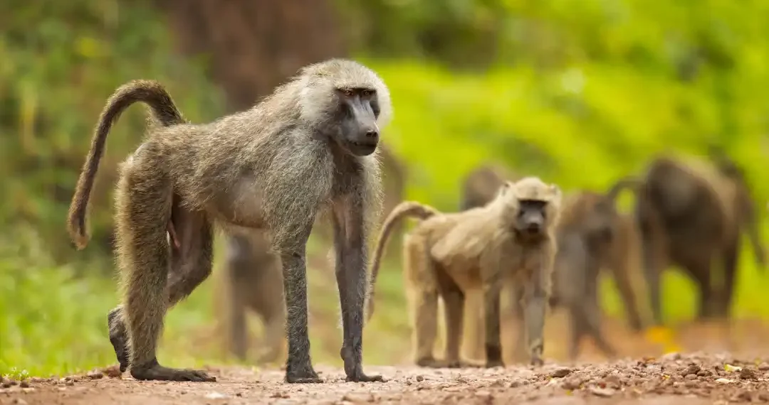 Asociaciones de protección animal han protestado por la decisión del zoológico alemán. (AdobeStock)