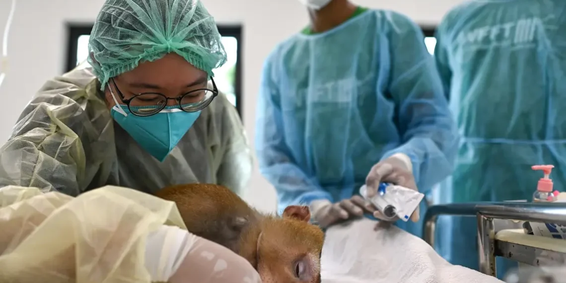 Esta fotografía muestra al veterinario Siriporn Tippol preparando a "Yong", un macaco de cola de cerdo de seis años rescatado de una cosecha de cocos. (AFP)