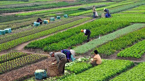 Avanza la siembra en Aguascalientes; más del 90% de cultivos de temporal ya están establecidos