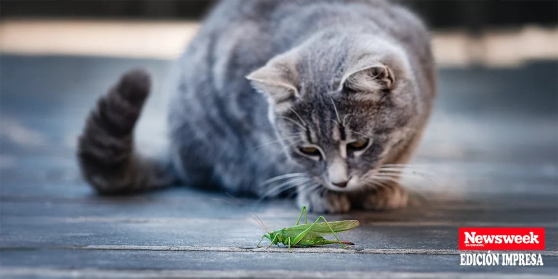 Un aspecto olvidado es la prevención del impacto que tienen los animales domésticos en la reducción de la fauna silvestre y nativa. (Adobe Stock)