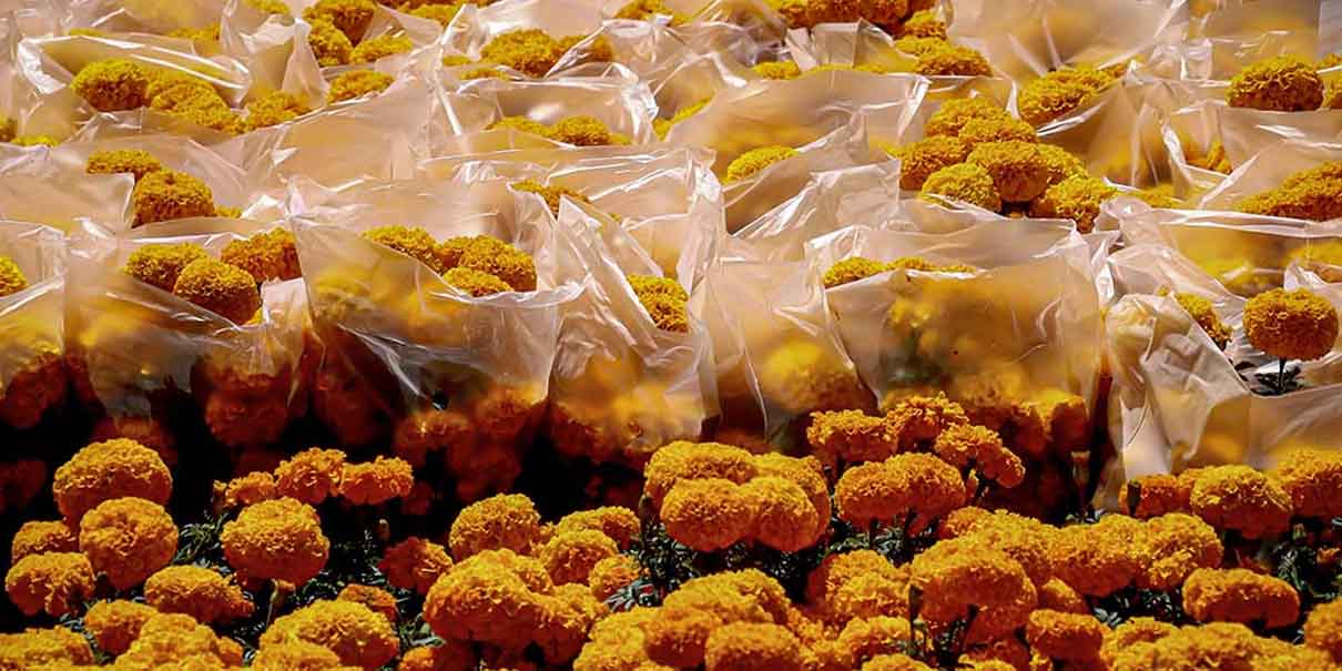 Flor de muerto impulsa economía de Atlixco con pedidos en todo el país