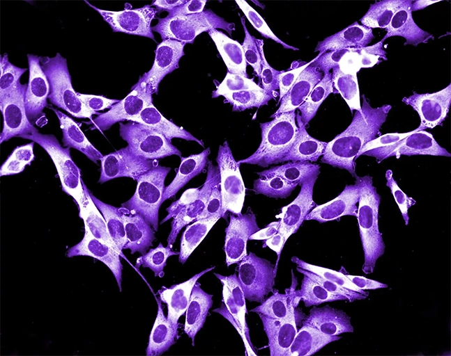 herpes cáncer