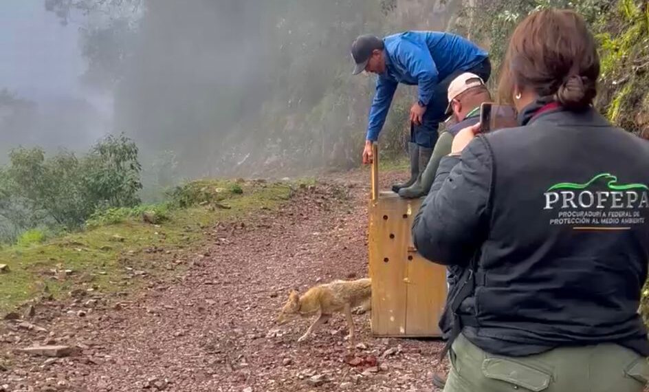Animales silvestres Durango