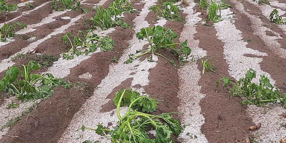Lluvias dañan siembras en 59 municipios poblanos; reportan pérdidas millonarias