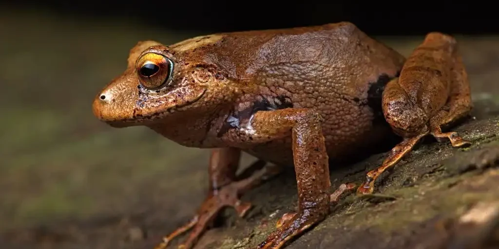especies rana