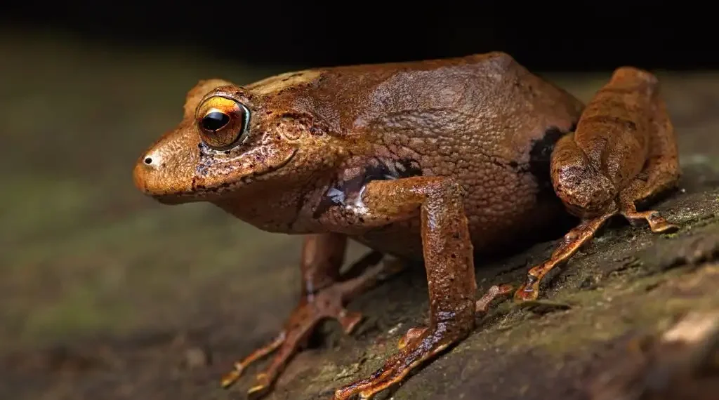 especies rana