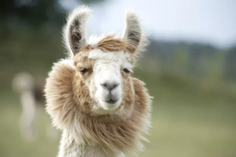 Anticuerpos de llama abren una nueva vía para tratar la esquizofrenia en humanos