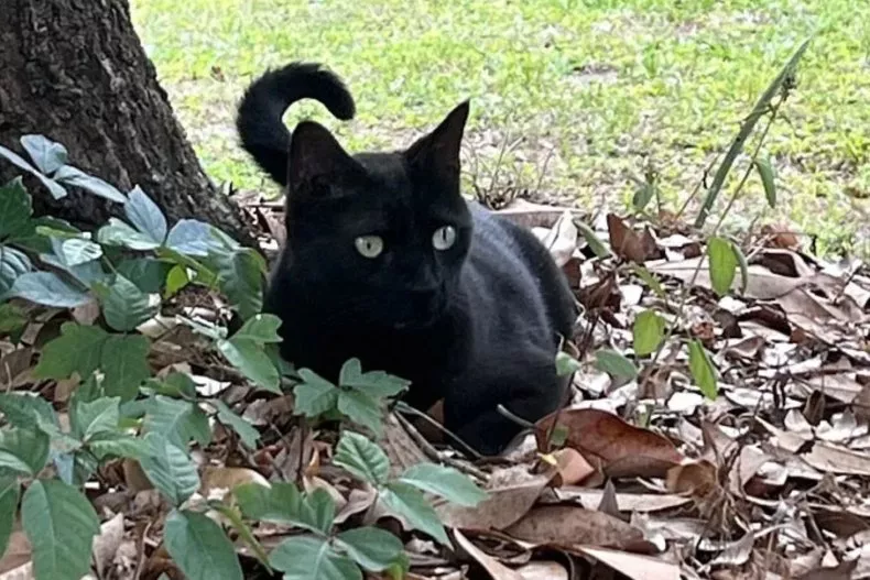gato negro