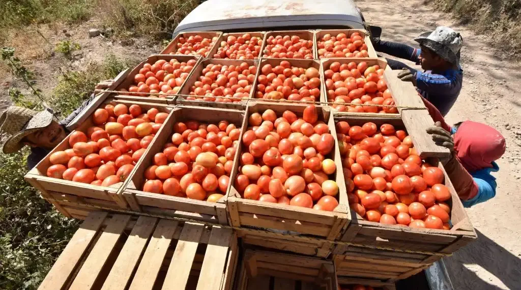 Productores agrícolas de la comunidad de Azinyahualco, Guerrero. (Cuartoscuro)