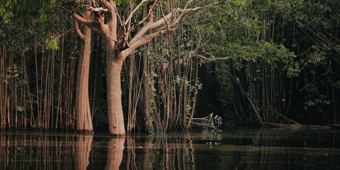 Fue el sector Santa Rosa en la región Madre de Dios donde el ambientalista fue ejecutado. (Pexels)