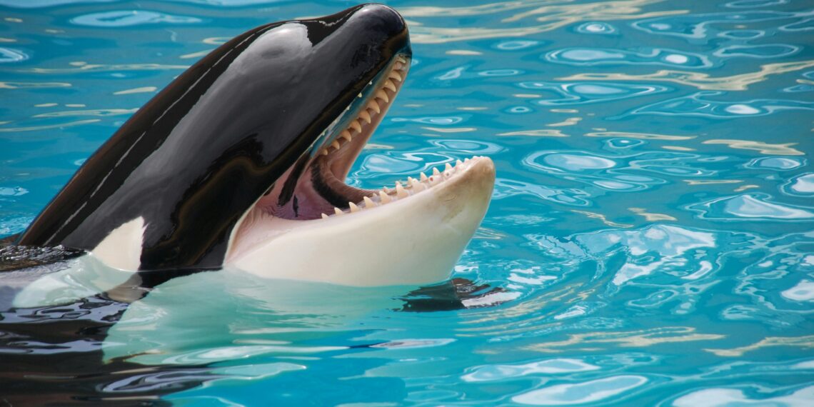 El comportamiento de estos animales marinos es un tema de estudio que cobra relevancia. (Pexels)