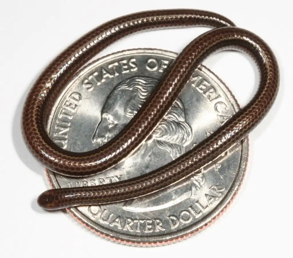 serpiente de Barbados
