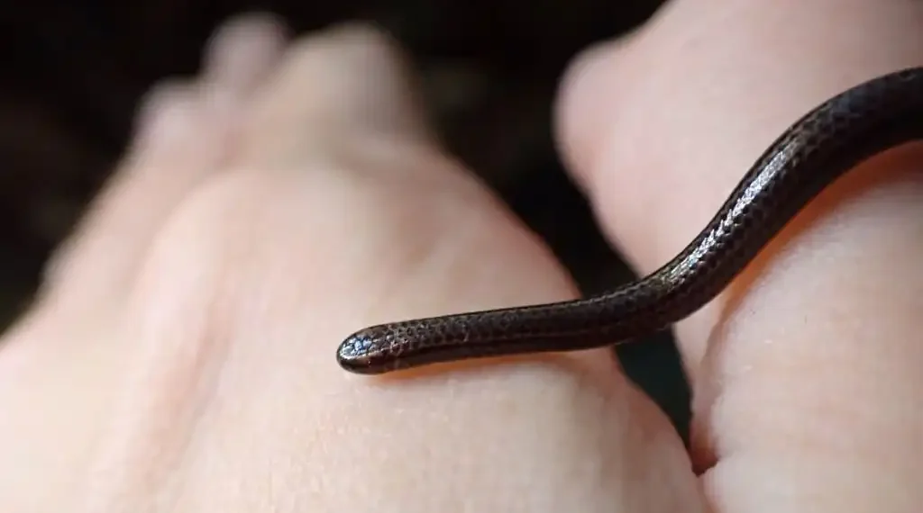 Una serpiente tan pequeña que podría confundirse con un gusano ha sido avistada en Barbados. (AFP)