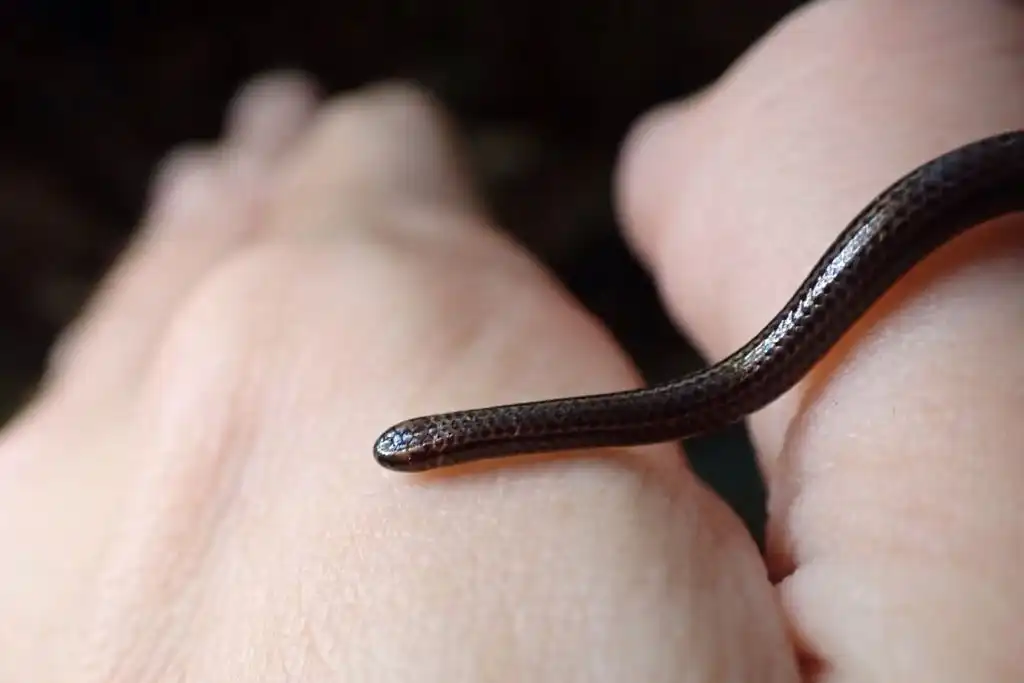 Parece lombriz, pero es un tesoro perdido: reaparece la serpiente más pequeña del mundo